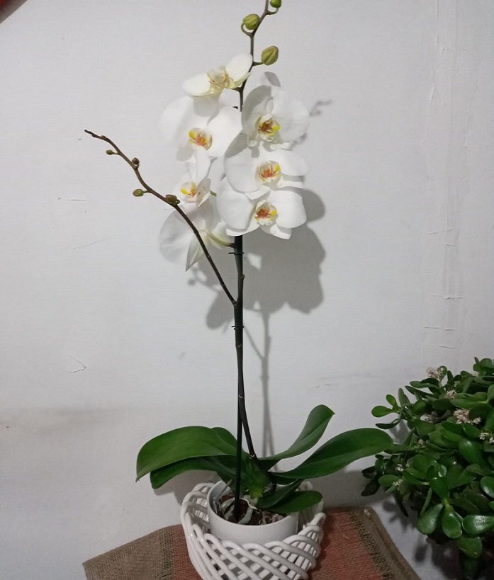orkide zel saks