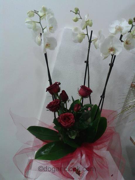 orkide-gul-tasarim