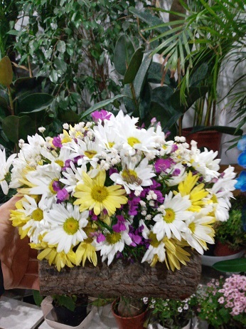 Mehterçeşme Mahaallesi Çiçekçi - kutukte-papatya
