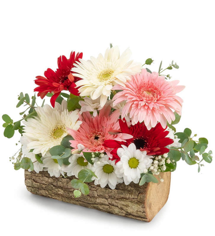 Güzelyurt Çiçekçi - kutuk+gerbera-+papatyalae