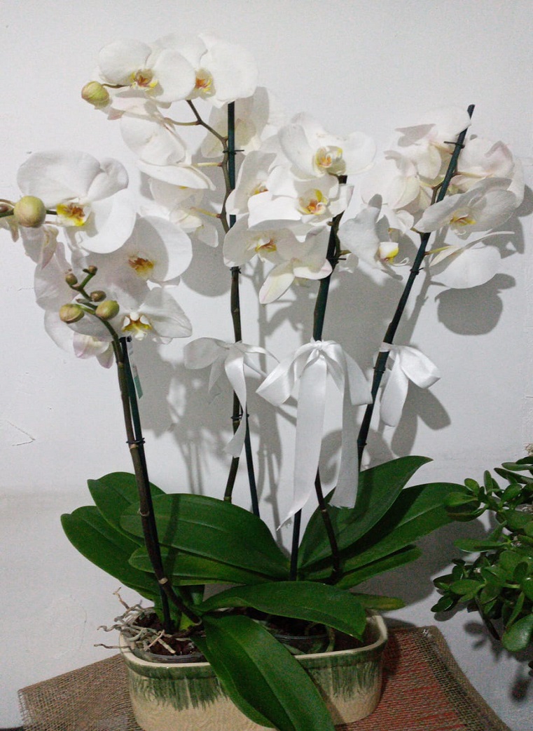 Kıraç Çiçekçi - 4.dalli-orkide